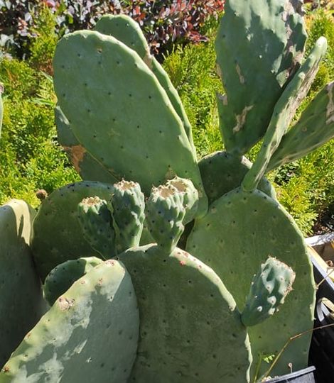 Opuntia ficus-indica